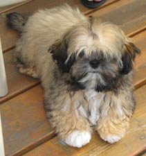The Shipley Dog